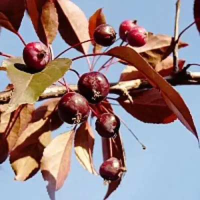 Яблоня РОЯЛТИ декоративная в Горках