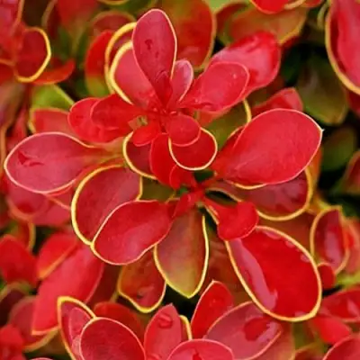 Барбарис КОРАЛ тунберга в Горках