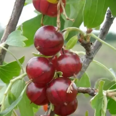 Смородина золотистая КЛЮКВЕННАЯ в Горках