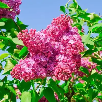 Сирень КРАСНАЯ МОСКВА в Горках