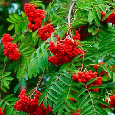 Рябина ПЛАКУЧАЯ сладкоплодная в Горках