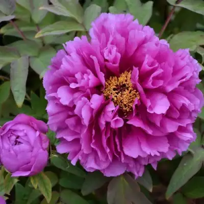 Пион ЛИЛОВАЯ ФАНТАЗИЯ древовидный в Горках