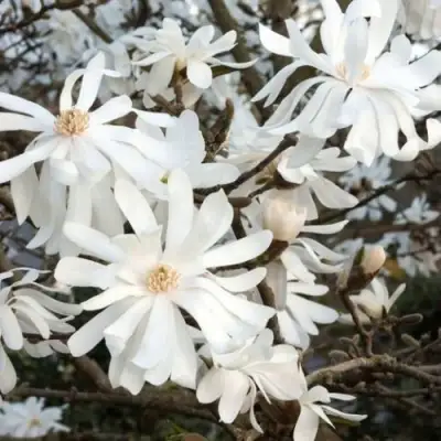 Магнолия РОЯЛ СТАР в Горках