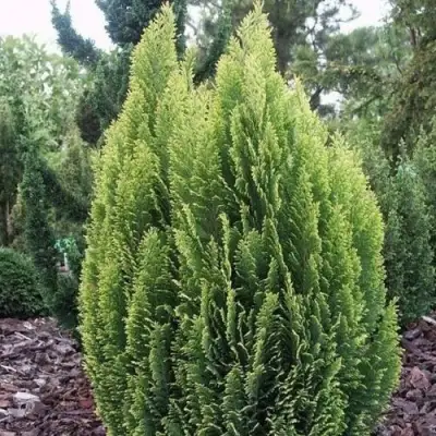 Кипарисовик ЭЛВУДИ ЭМПАЙР лавсона в Горках