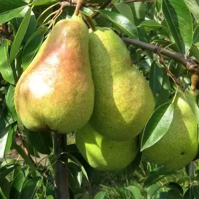 Груша БЕРЕ ЛЮКА в Горках