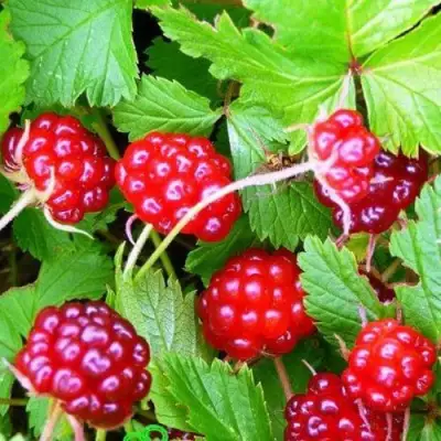 саженцы княженики