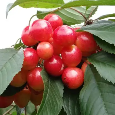 Черешня ГАСТИНЕЦ в Горках