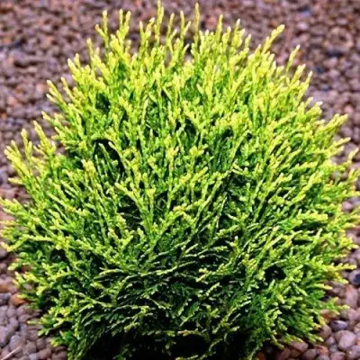 Туя ВОТЕРФИЛД западная в Горках