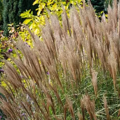 Мискантус КЛЯЙН СИЛЬБЕРСПАЙН китайский  в Горках