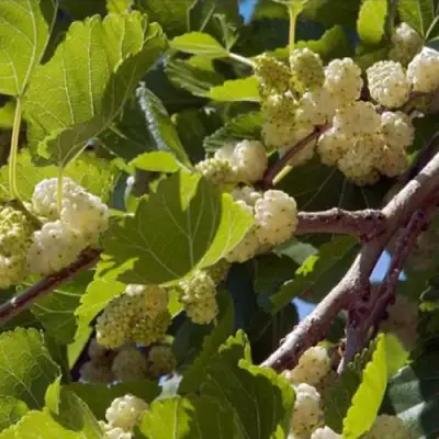 Шелковица БЕЛАЯ АЛЬБА в Горках