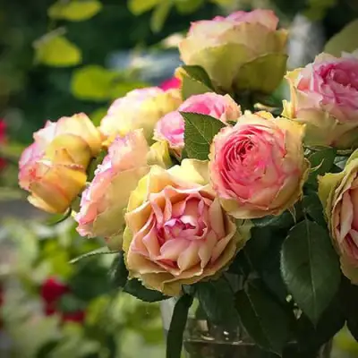 Роза ПИТАХАЙЯ чайно-гибридная в Горках