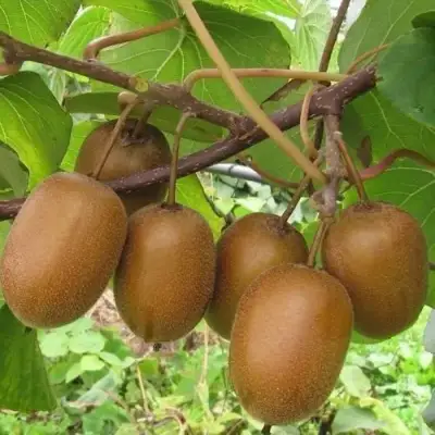 Актинидия ХЕЙВАРД киви в Горках