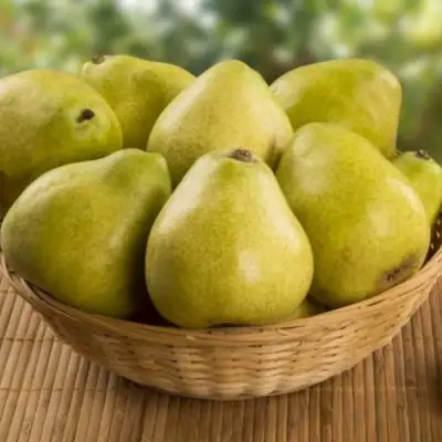 Груша ВИЛИЯ в Горках