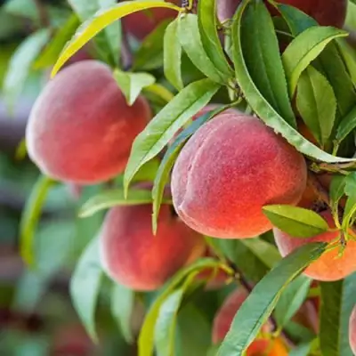 Персик РЕД ХЕВЕН в Горках