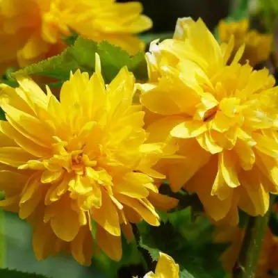 Керрия японская АУРЕОВАРИЕГАТТА в Горках