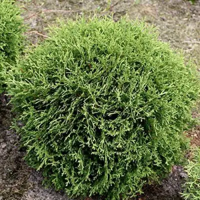 Туя ТИНИ ТИМ западная в Горках