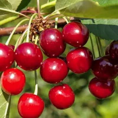 Вишня ЛЮБСКАЯ в Горках