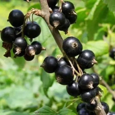 Смородина черная ВОЛОГДА в Горках