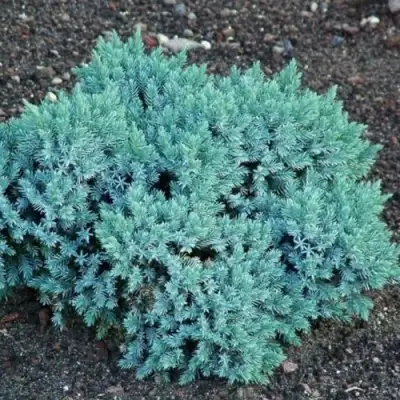 Можжевельник БЛЮ СТАР чешуйчатый в Горках