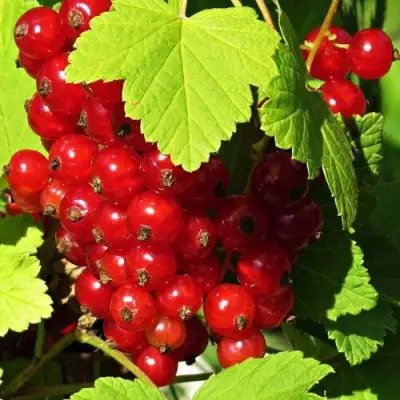 Смородина красная ГАЗЕЛЬ в Горках