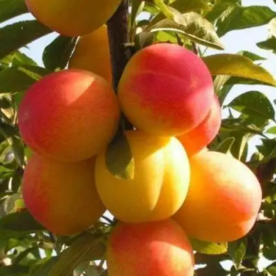 Слива ВЕТРАЗЬ-2 в Горках