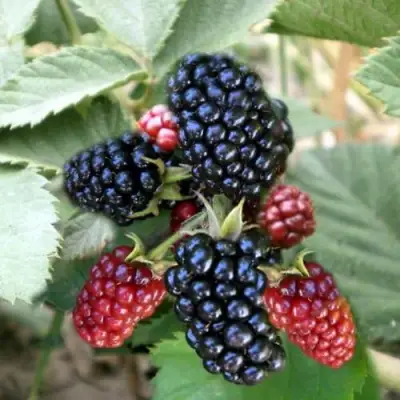 Ежевика ОРКАН бесшипная  в Горках