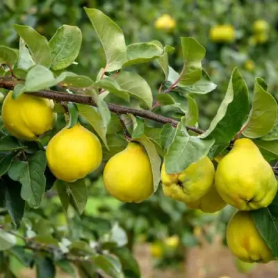 Айва ТРИУМФ в Горках