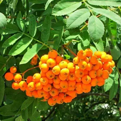 Рябина ДИРКЕНИ ЖЁЛТАЯ  сладкоплодная в Горках