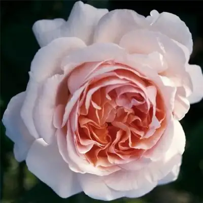 Роза АНДРЕ ЛЕ НОТР чайно-гибридная в Горках