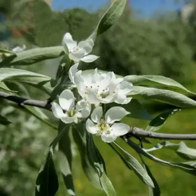 Груша ИВОЛИСТНАЯ в Горках