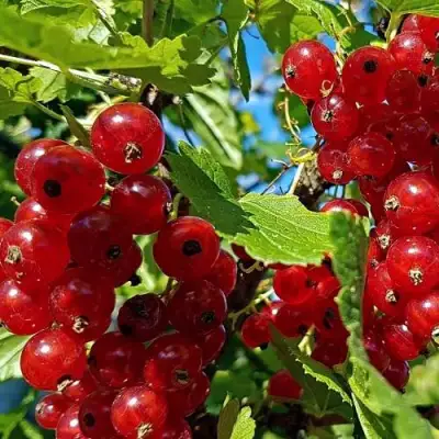 Смородина красная НЕНАГЛЯДНАЯ в Горках