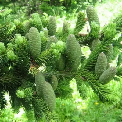 Пихта белая в Горках