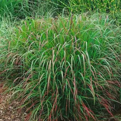 Просо РЕБРАУН прутьевидное в Горках