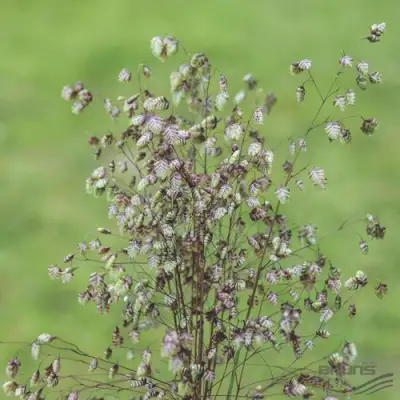 Трясунка средняя в Горках