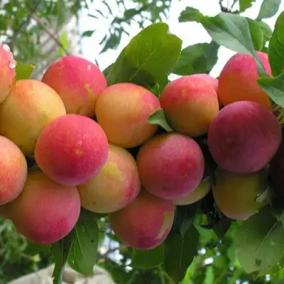 Слива СКОРОПЛОДНАЯ в Горках