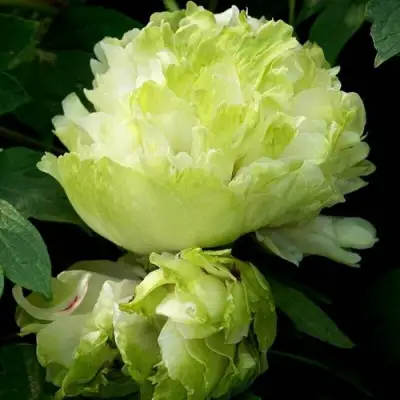 Пион ЗЕЛЕНЫЙ ШАР древовидный в Горках