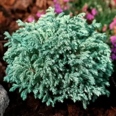 Кипарисовик БЕБИ БЛЮ горохоплодный в Горках