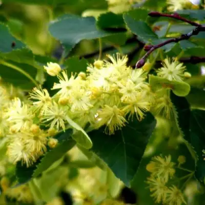 Липа сердцевидная в Горках