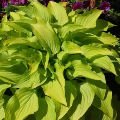 Хоста ХИДОН САНСЕТ в Горках