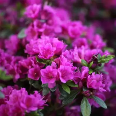 Азалия ГЕЙША ПЕРПЛ японская в Горках