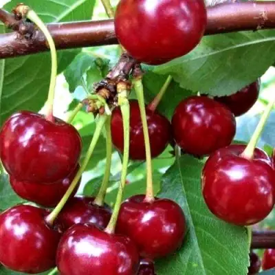 Дюк ШПАНКА ДОНЕЦКАЯ в Горках