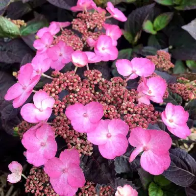 гортензия пильчатая даредевил