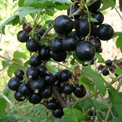 Смородина чёрная ШАРОВИДНАЯ в Горках