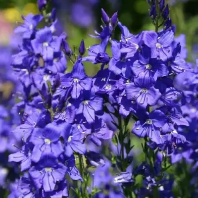 Вероника австрийская в Горках