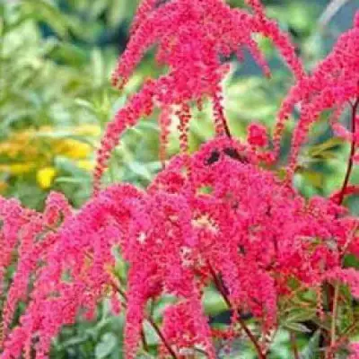 Астильба РЕД ЧАРМ Арендса в Горках
