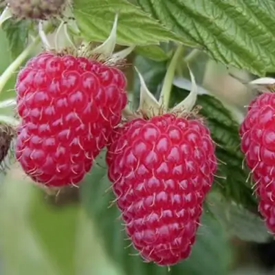 Малина ТУЛАМИН в Горках