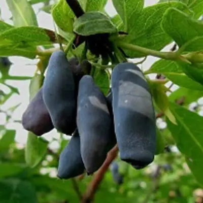 Жимолость съедобная ЧУЛЫМСКАЯ в Горках