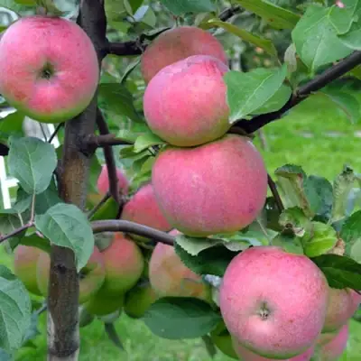 Яблоня БРЯНСКОЕ РОЗОВОЕ в Горках