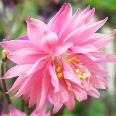 Аквилегия БАРЛОУ ПИНК гибрид МакКаны в Горках