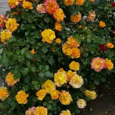 Роза САХАРА плетистая в Горках